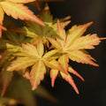 Acer palmatum Harusame Japanese Maple showing graceful branching and leaves