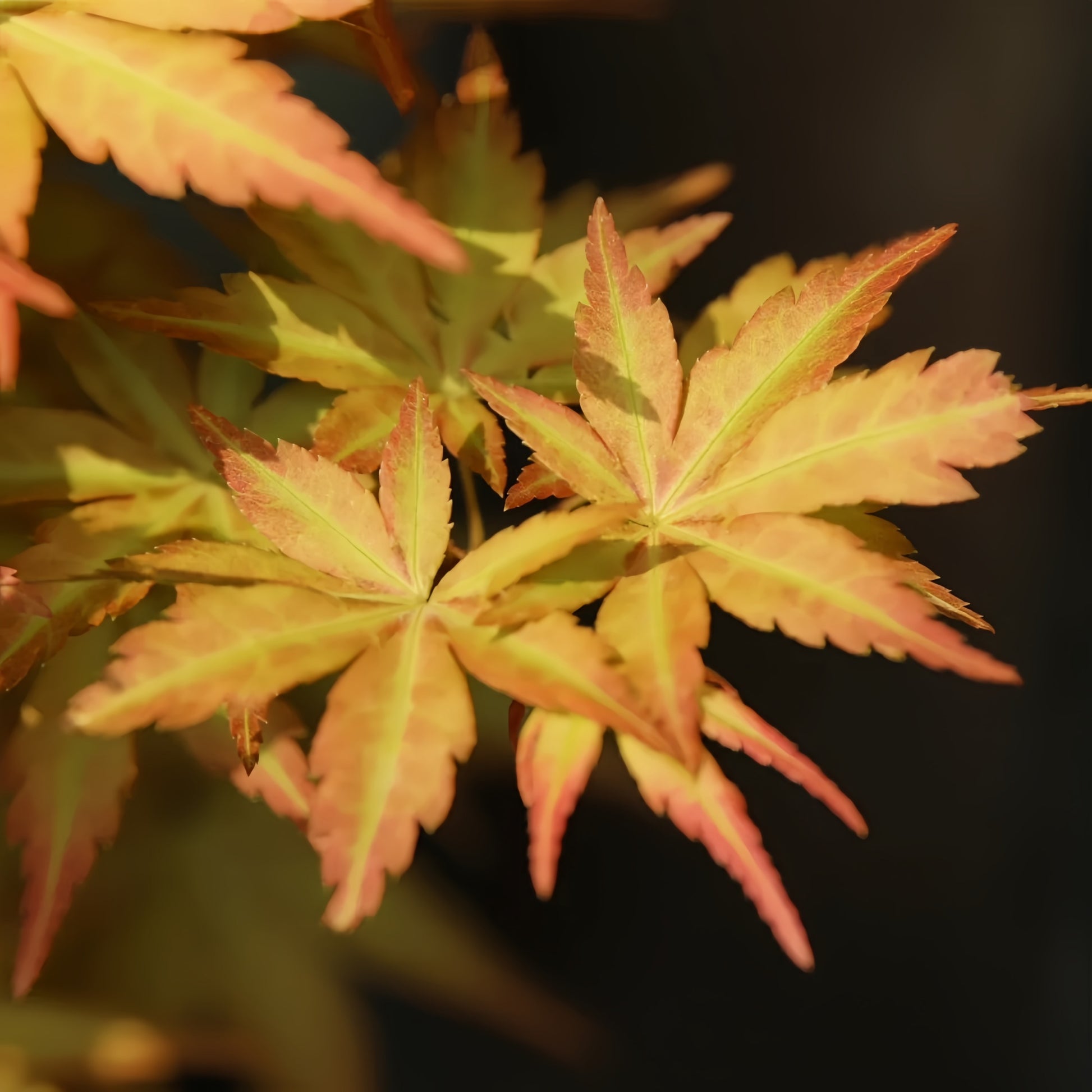 Acer palmatum Harusame Japanese Maple showing graceful branching and leaves