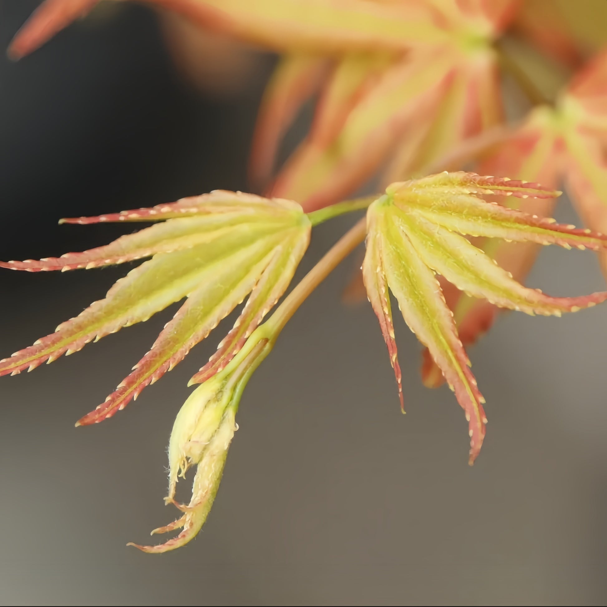 Acer palmatum Harusame Japanese Maple compact maple ideal for patios and bonsai