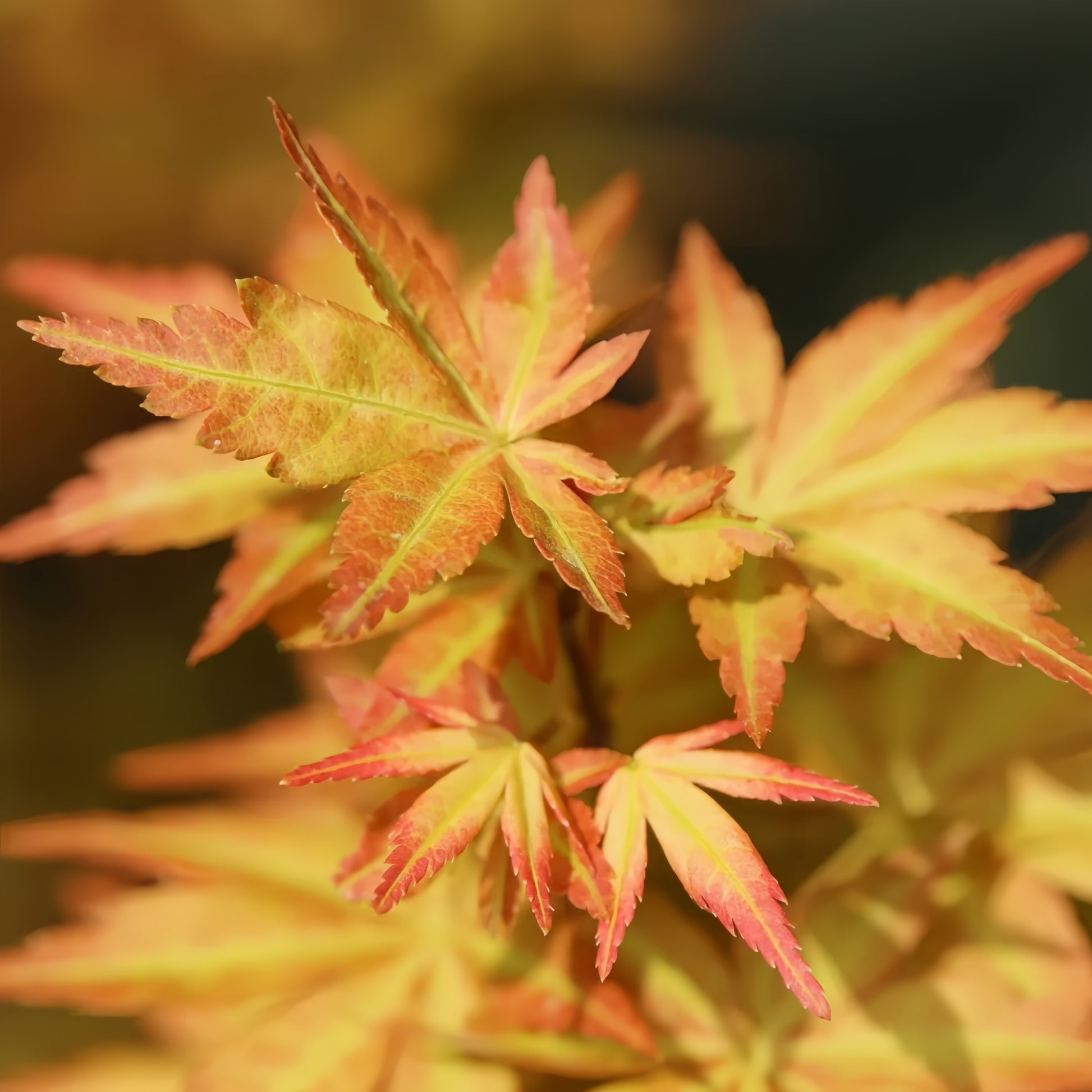 Acer palmatum Harusame Japanese Maple Japanese Maple with seasonal foliage color