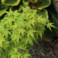 Acer palmatum Harusame Japanese Maple showing graceful branching and leaves