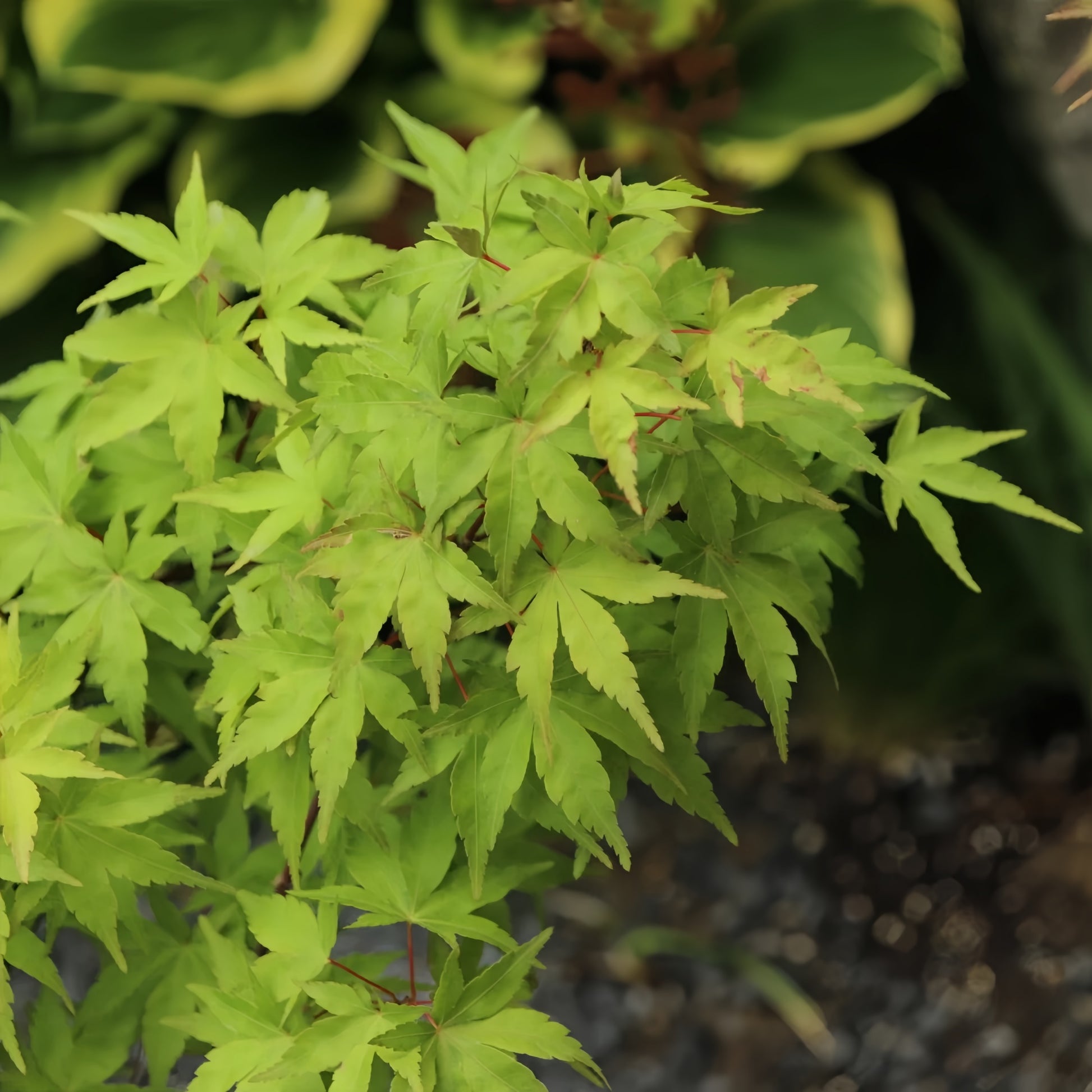 Acer palmatum Harusame Japanese Maple showing graceful branching and leaves