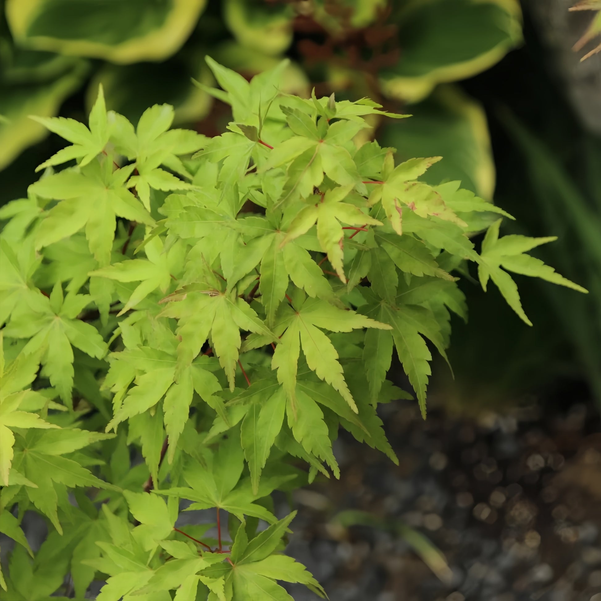 Acer palmatum Harusame Japanese Maple compact maple ideal for patios and bonsai