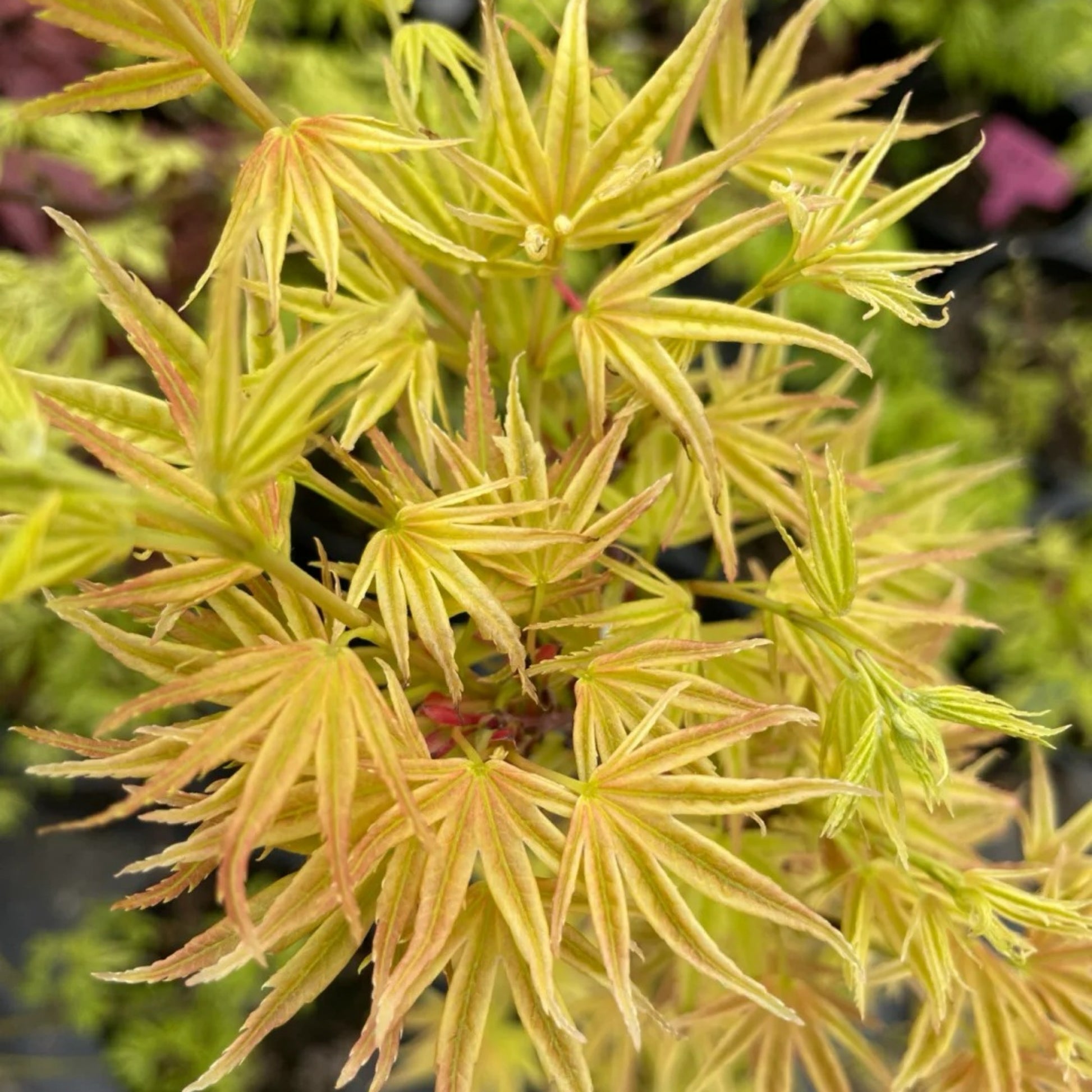 Acer palmatum Harusame Japanese Maple Japanese Maple with seasonal foliage color