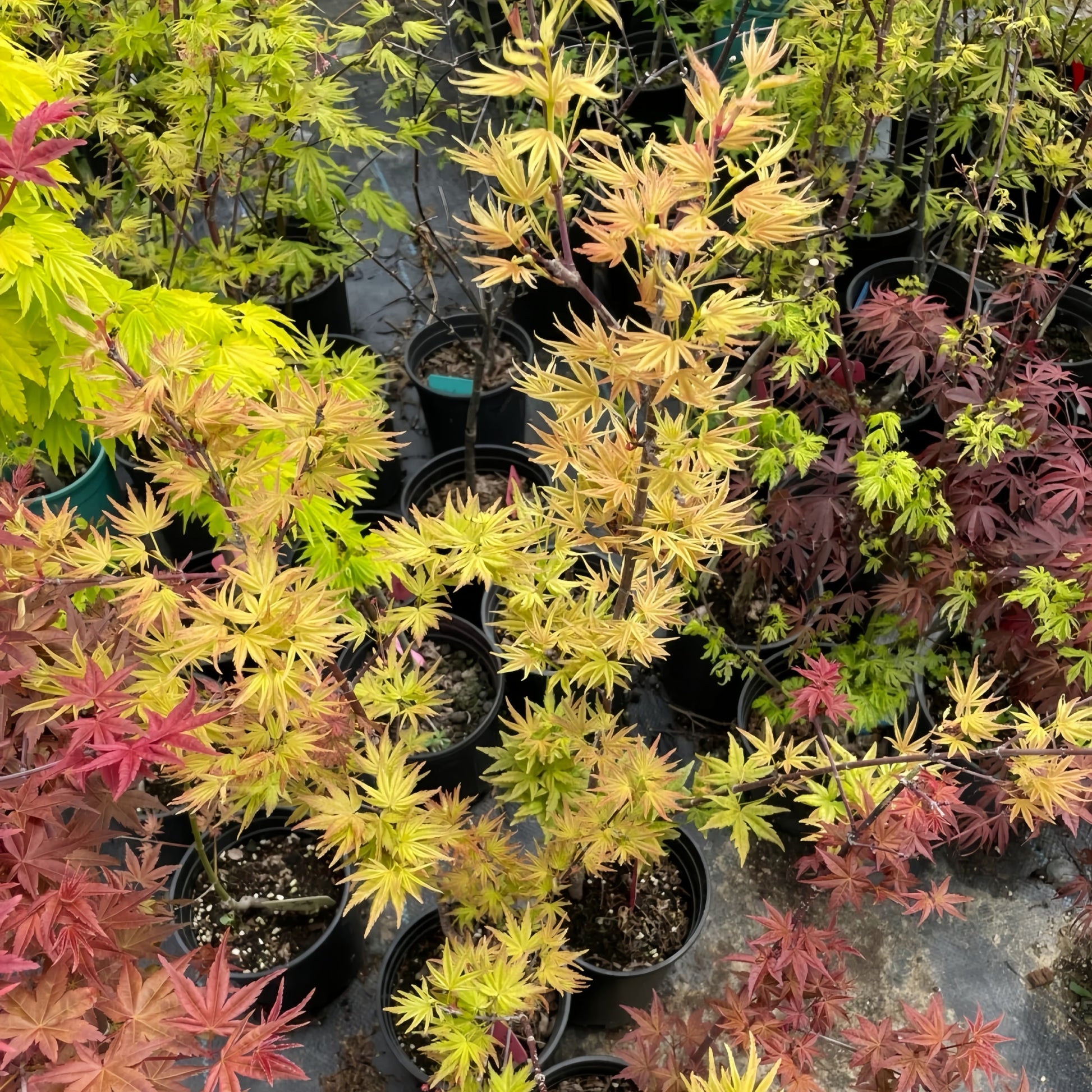 Acer palmatum Harusame Japanese Maple showing graceful branching and leaves