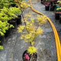 Acer palmatum Harusame Japanese Maple Japanese Maple with seasonal foliage color