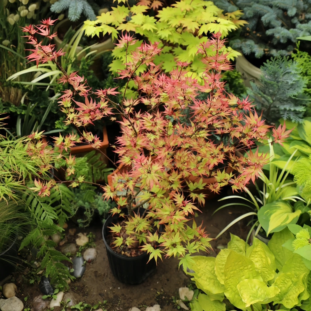 Black Princess maple Acer palmatum Kuro hime with seasonal foliage