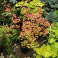 Black Princess maple Acer palmatum Kuro hime with seasonal foliage