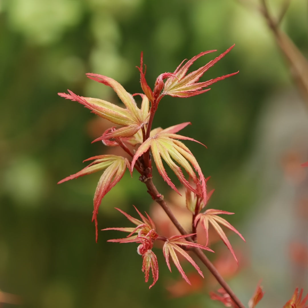 Black Princess maple Acer palmatum Kuro hime with seasonal foliage