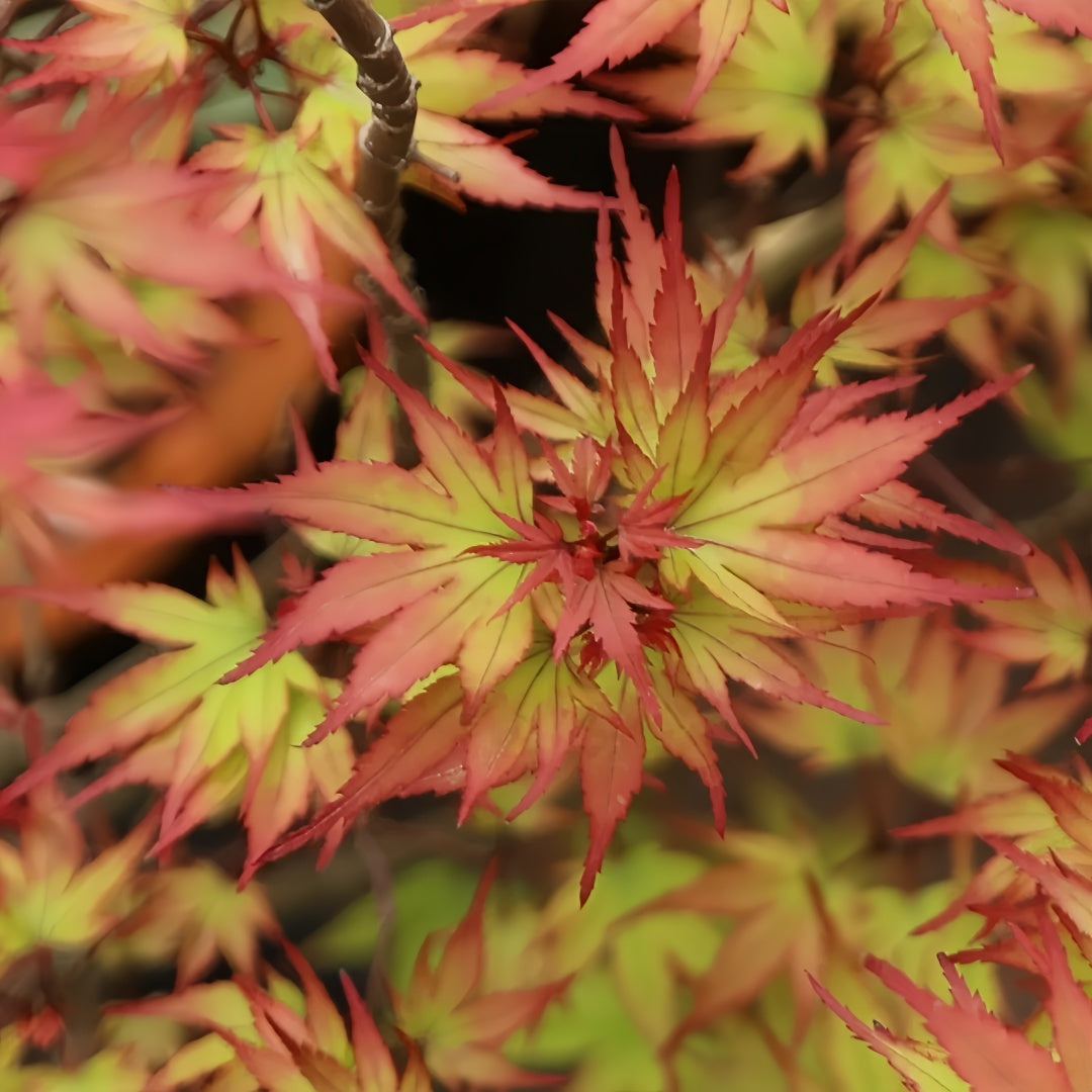 Black Princess maple Acer palmatum Kuro hime with seasonal foliage