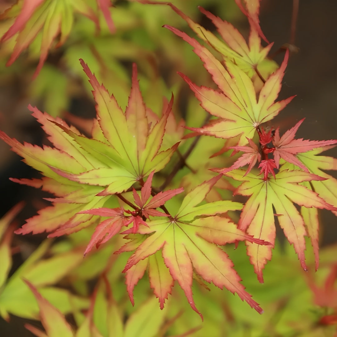 Black Princess maple Acer palmatum Kuro hime with seasonal foliage