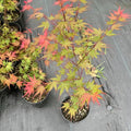 Black Princess maple Acer palmatum Kuro hime with seasonal foliage