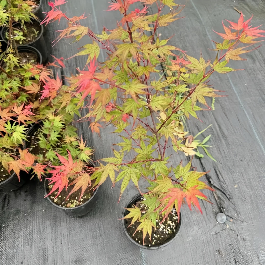 Black Princess maple Acer palmatum Kuro hime with seasonal foliage
