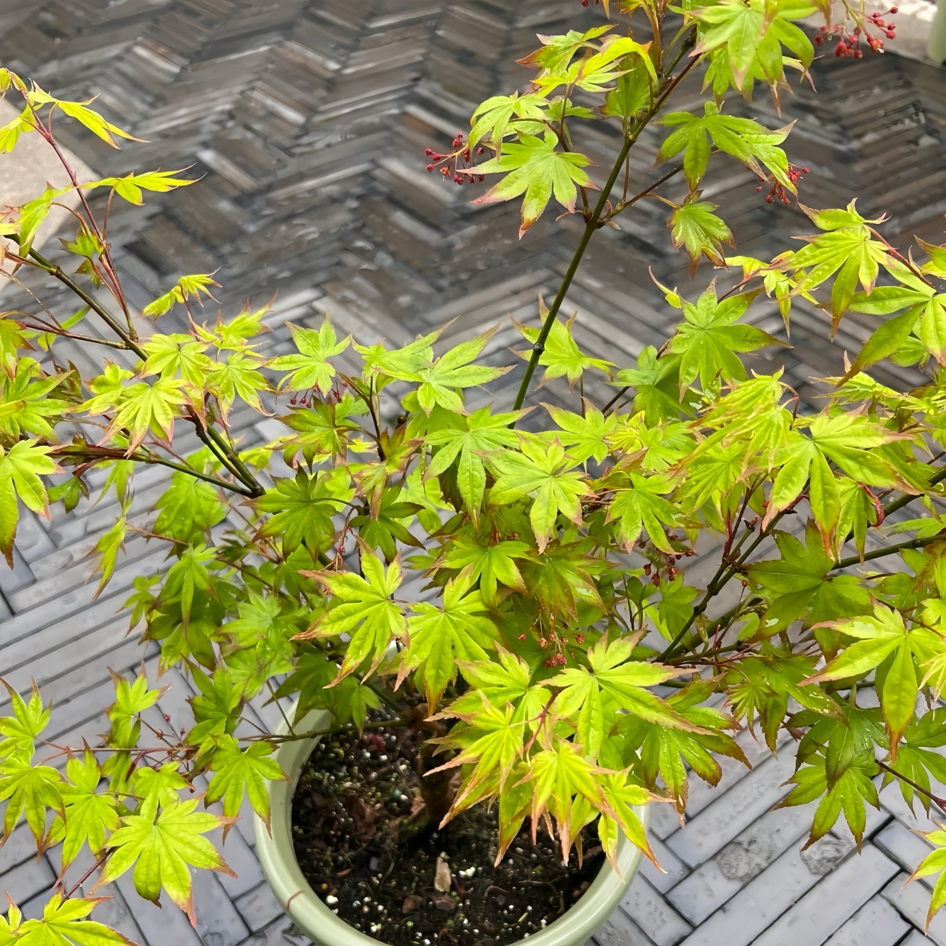 Acer palmatum 'Ogi Tsuma gaki' Maple showing graceful branching and leaves