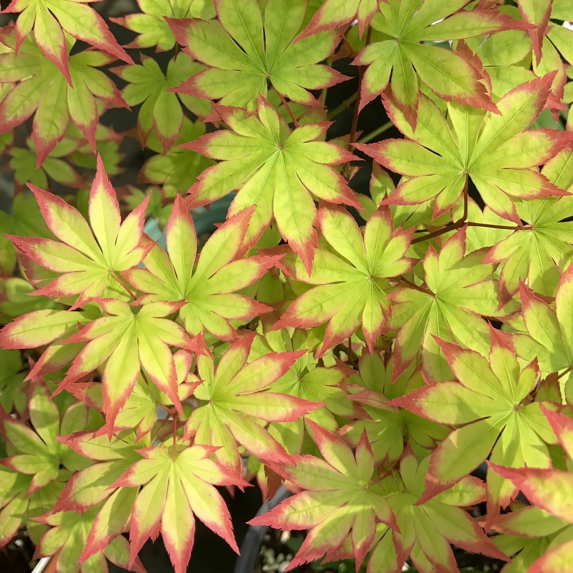 Acer palmatum 'Ogi Tsuma gaki' Maple compact maple ideal for patios and bonsai