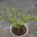 Acer palmatum 'Ogi Tsuma gaki' Maple Japanese Maple with seasonal foliage color
