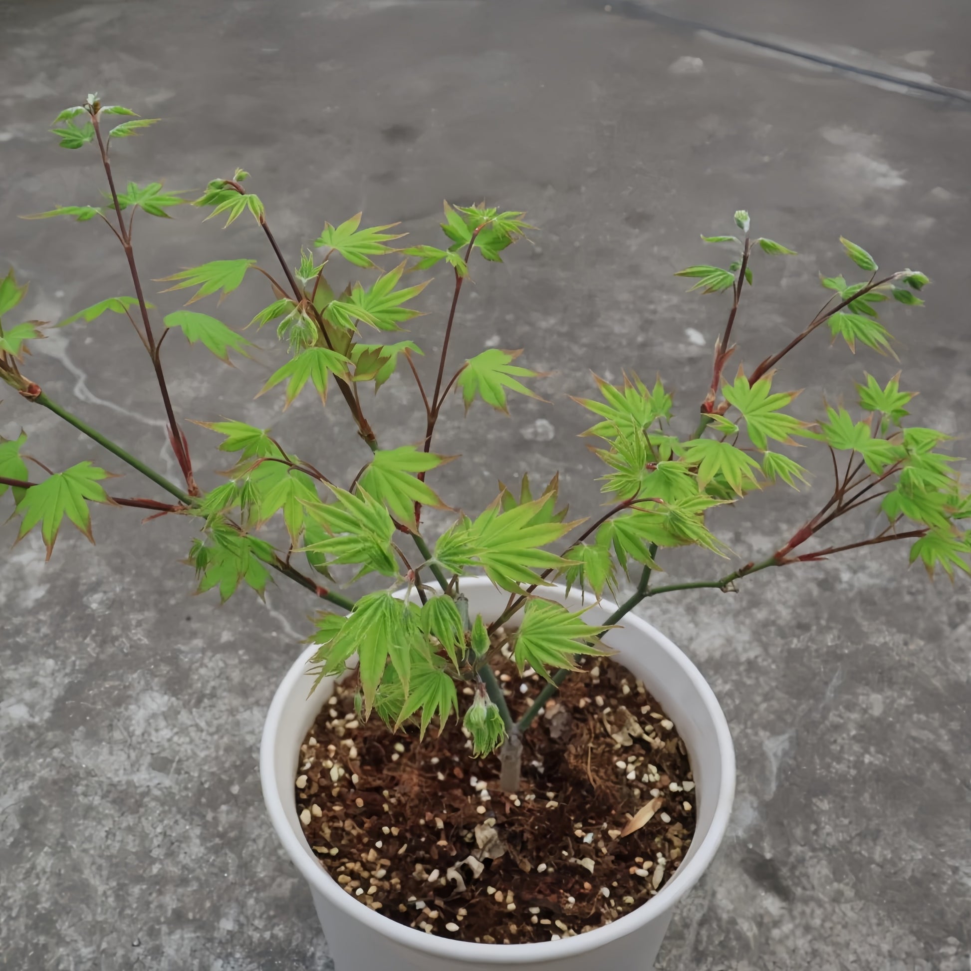 Acer palmatum 'Ogi Tsuma gaki' Maple Japanese Maple with seasonal foliage color