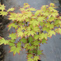 Acer palmatum 'Ogi Tsuma gaki' Maple showing graceful branching and leaves