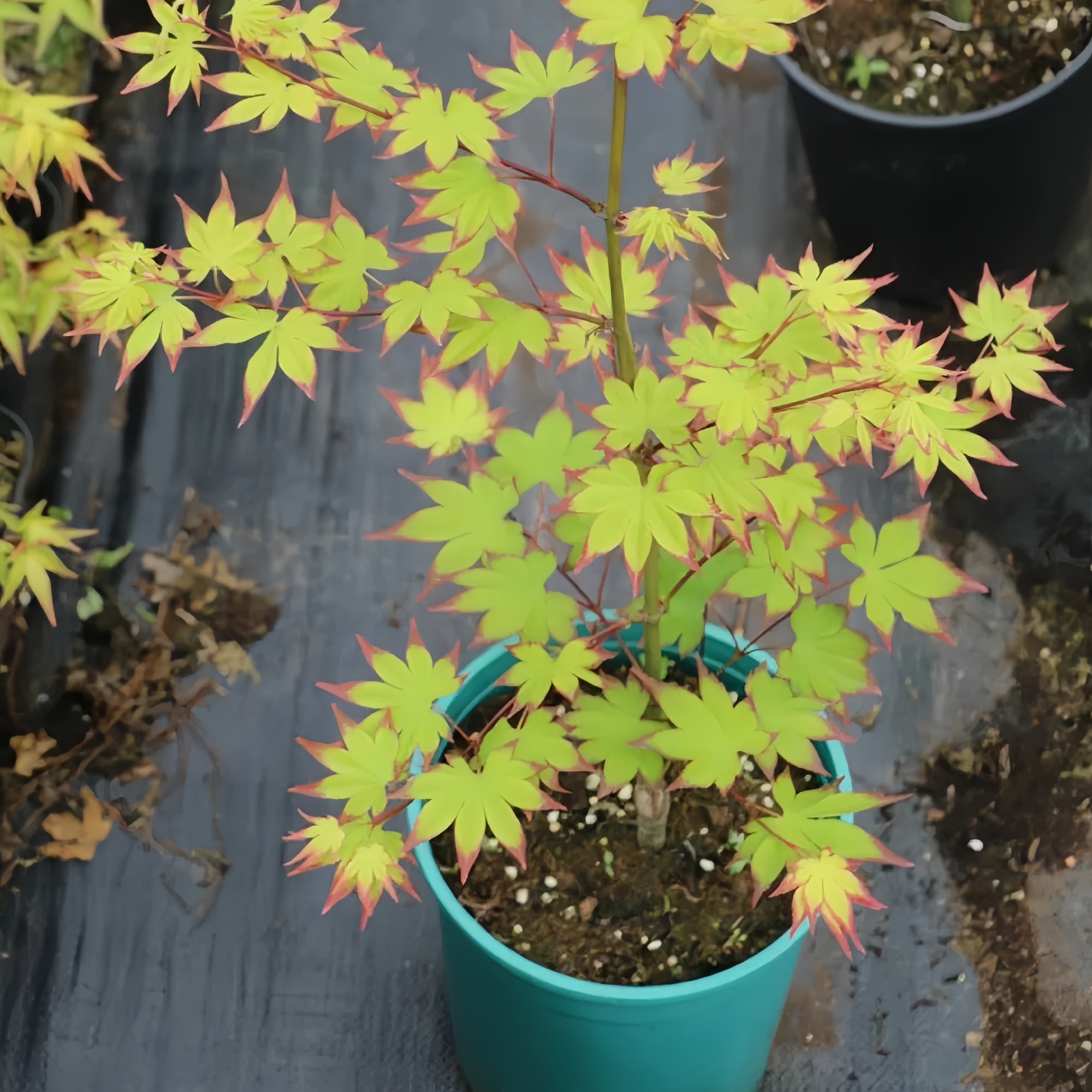 Acer palmatum 'Ogi Tsuma gaki' Maple Japanese Maple with seasonal foliage color