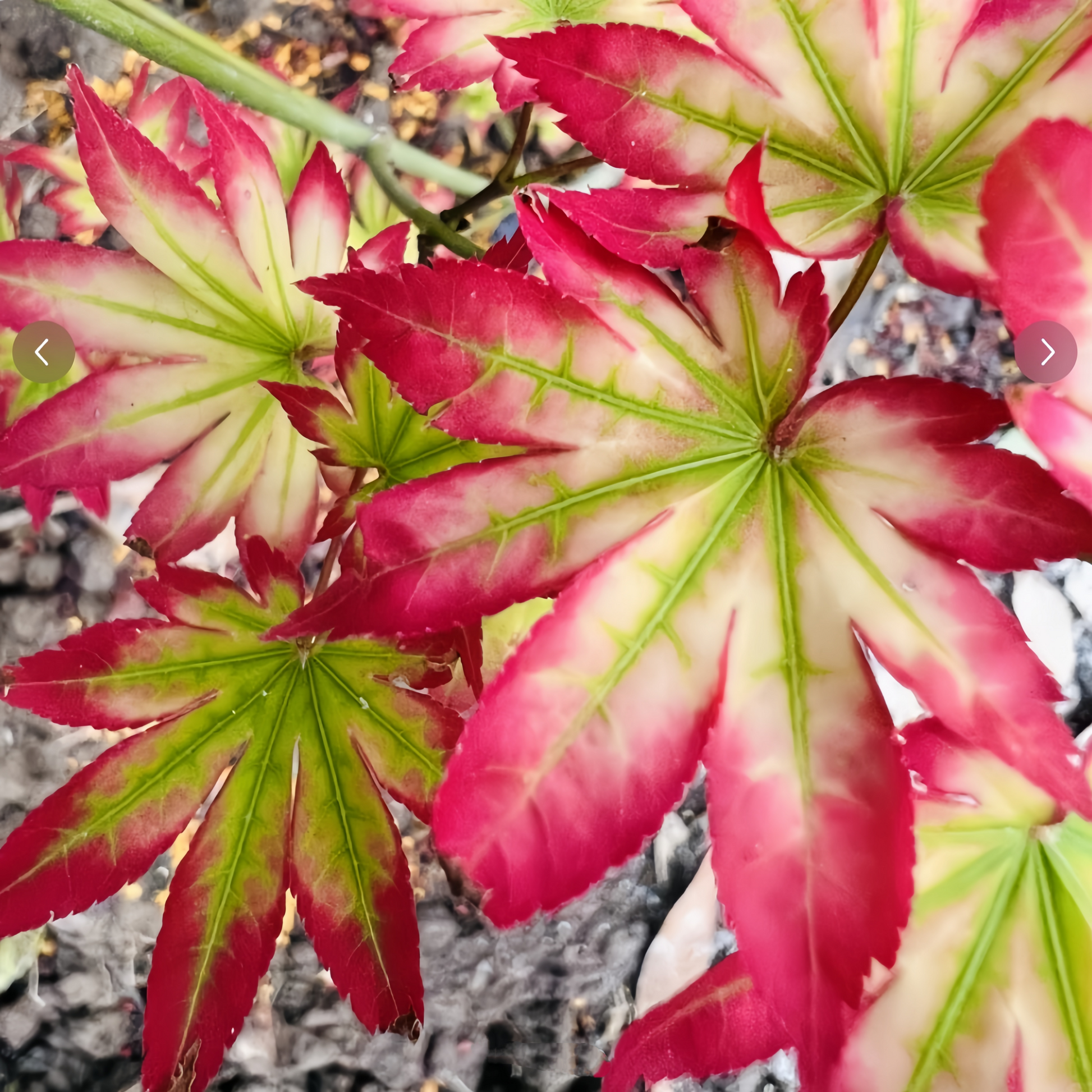 Acer palmatum 'Ogi Tsuma gaki' Maple Japanese Maple with seasonal foliage color