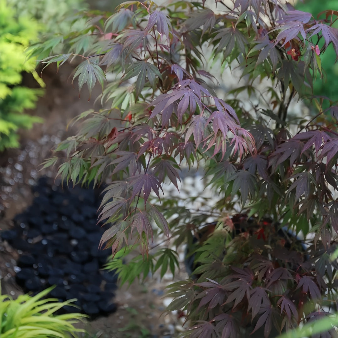 1 gallon Japanese maple Oregon Sunset with plum-red spring foliage