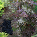 1 gallon Japanese maple Oregon Sunset with plum-red spring foliage