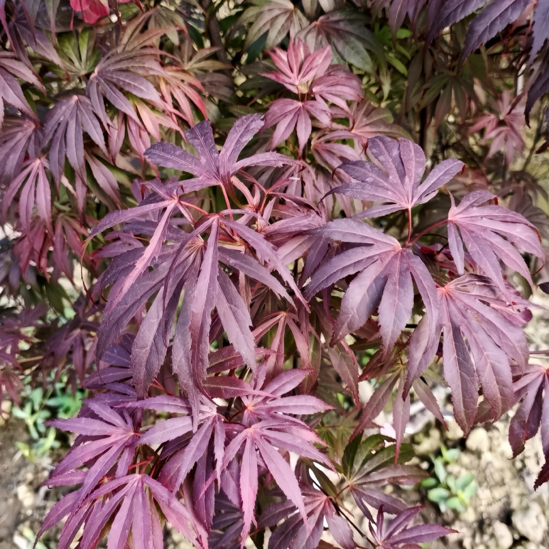Acerpalmatum_OregonSunset_Maple