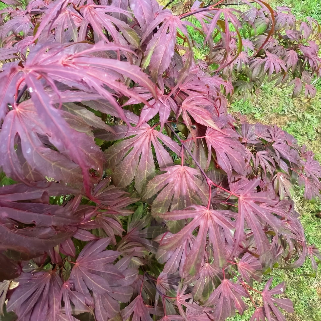 Acerpalmatum_OregonSunset_Maple