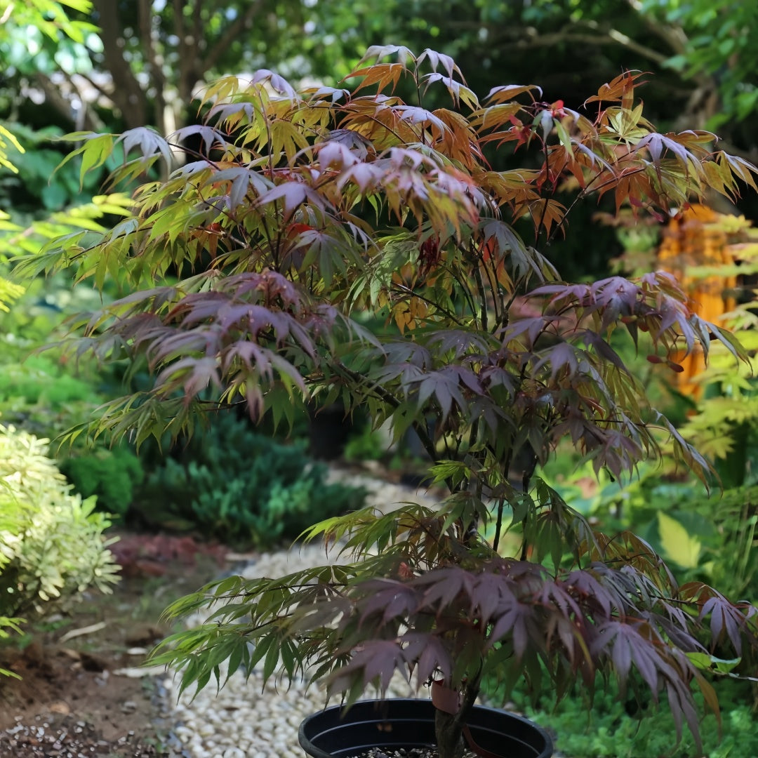 1 gallon Japanese maple Oregon Sunset with plum-red spring foliage