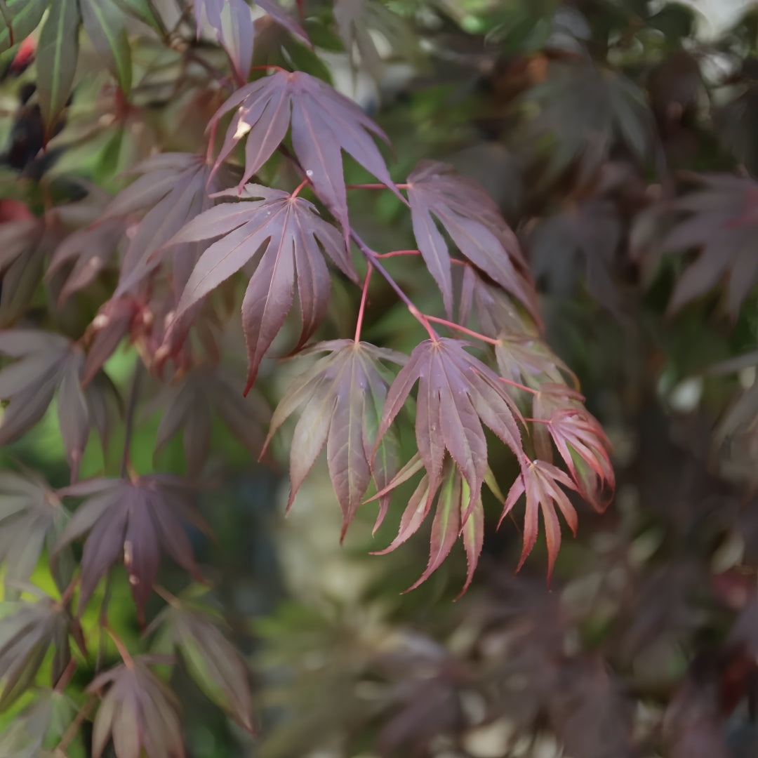Acerpalmatum_OregonSunset_Maple