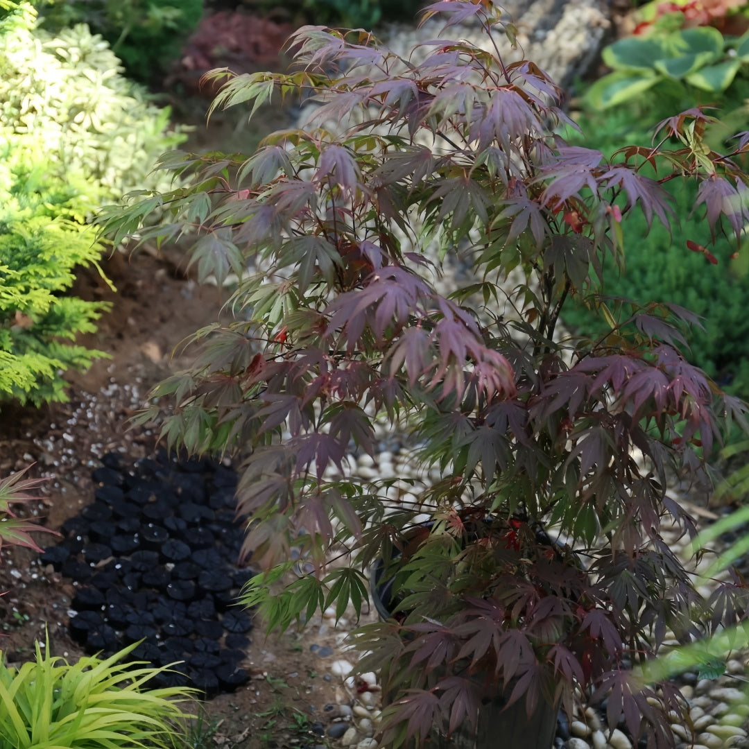 Acerpalmatum_OregonSunset_Maple