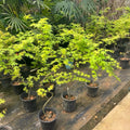 Weeping Japanese Maple ‘Ryusen’ with cascading green foliage and vibrant red fall leaves, perfect for patios and containers.
