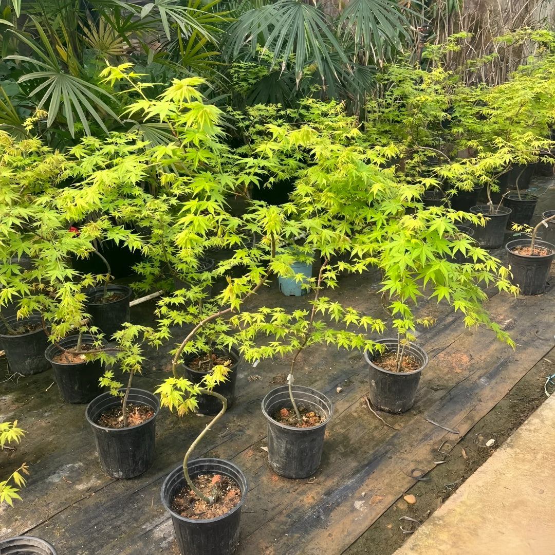 Weeping Japanese Maple ‘Ryusen’ with cascading green foliage and vibrant red fall leaves, perfect for patios and containers.
