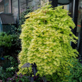 Weeping Japanese Maple ‘Ryusen’ with cascading green foliage and vibrant red fall leaves, perfect for patios and containers.