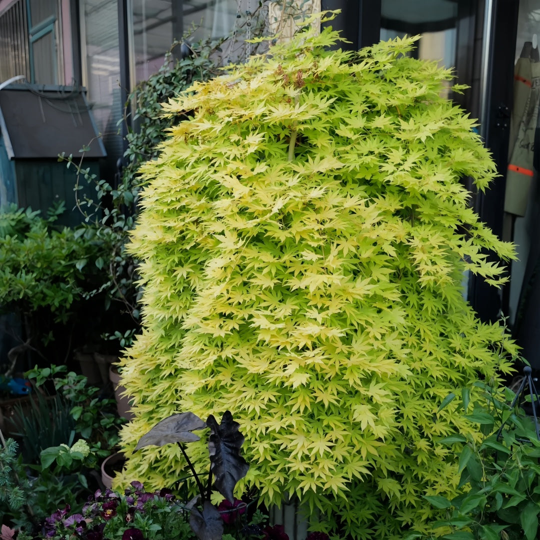 Weeping Japanese Maple ‘Ryusen’ with cascading green foliage and vibrant red fall leaves, perfect for patios and containers.