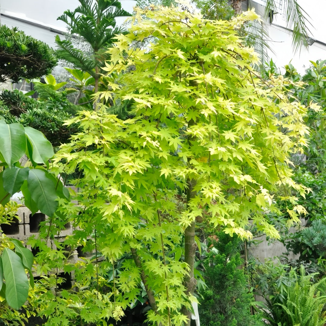Weeping Japanese Maple ‘Ryusen’ with cascading green foliage and vibrant red fall leaves, perfect for patios and containers.