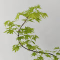 Weeping Japanese Maple ‘Ryusen’ with cascading green foliage and vibrant red fall leaves, perfect for patios and containers.
