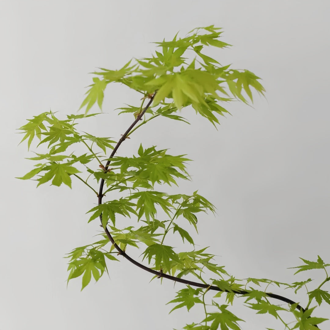 Weeping Japanese Maple ‘Ryusen’ with cascading green foliage and vibrant red fall leaves, perfect for patios and containers.