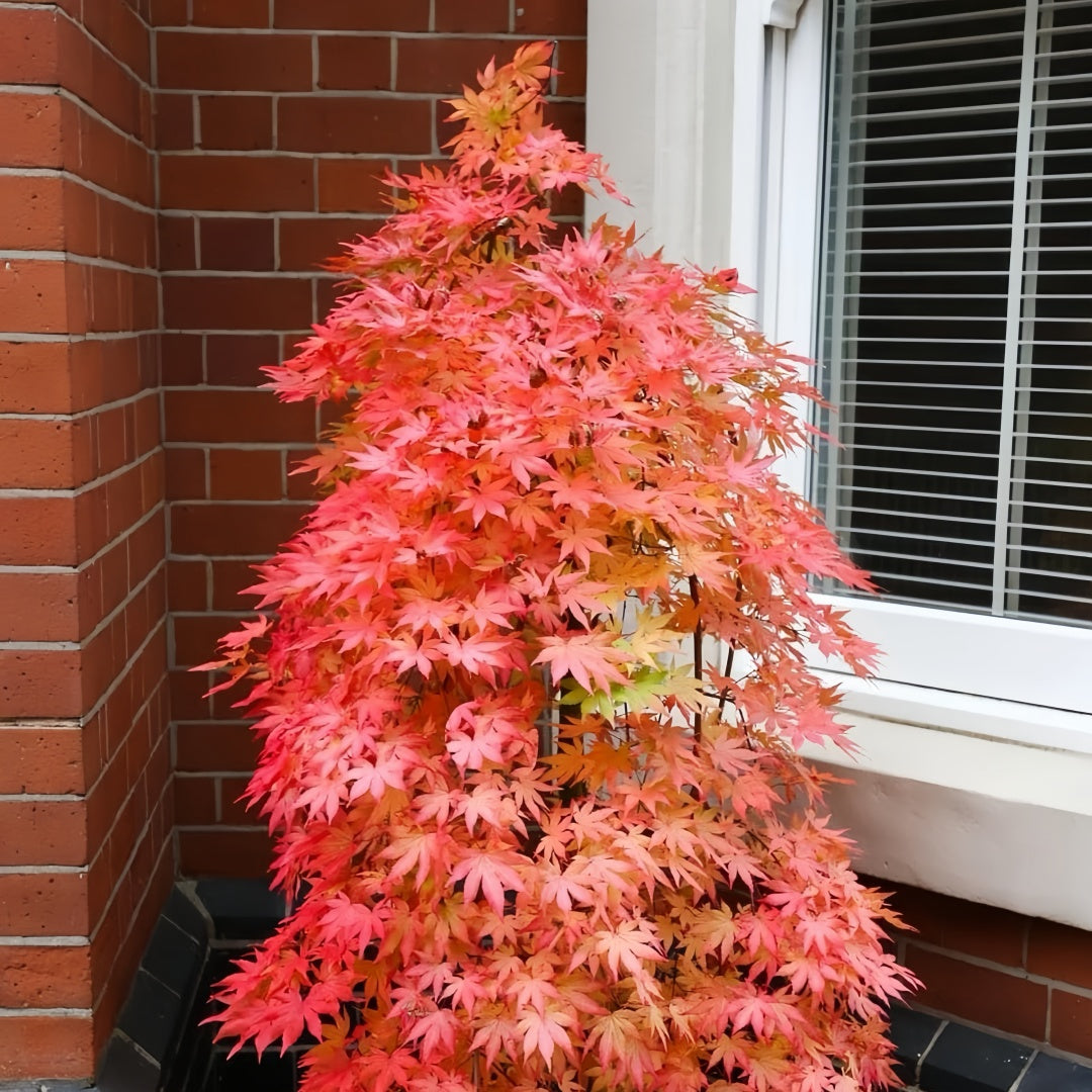 Weeping Japanese Maple ‘Ryusen’ with cascading green foliage and vibrant red fall leaves, perfect for patios and containers.