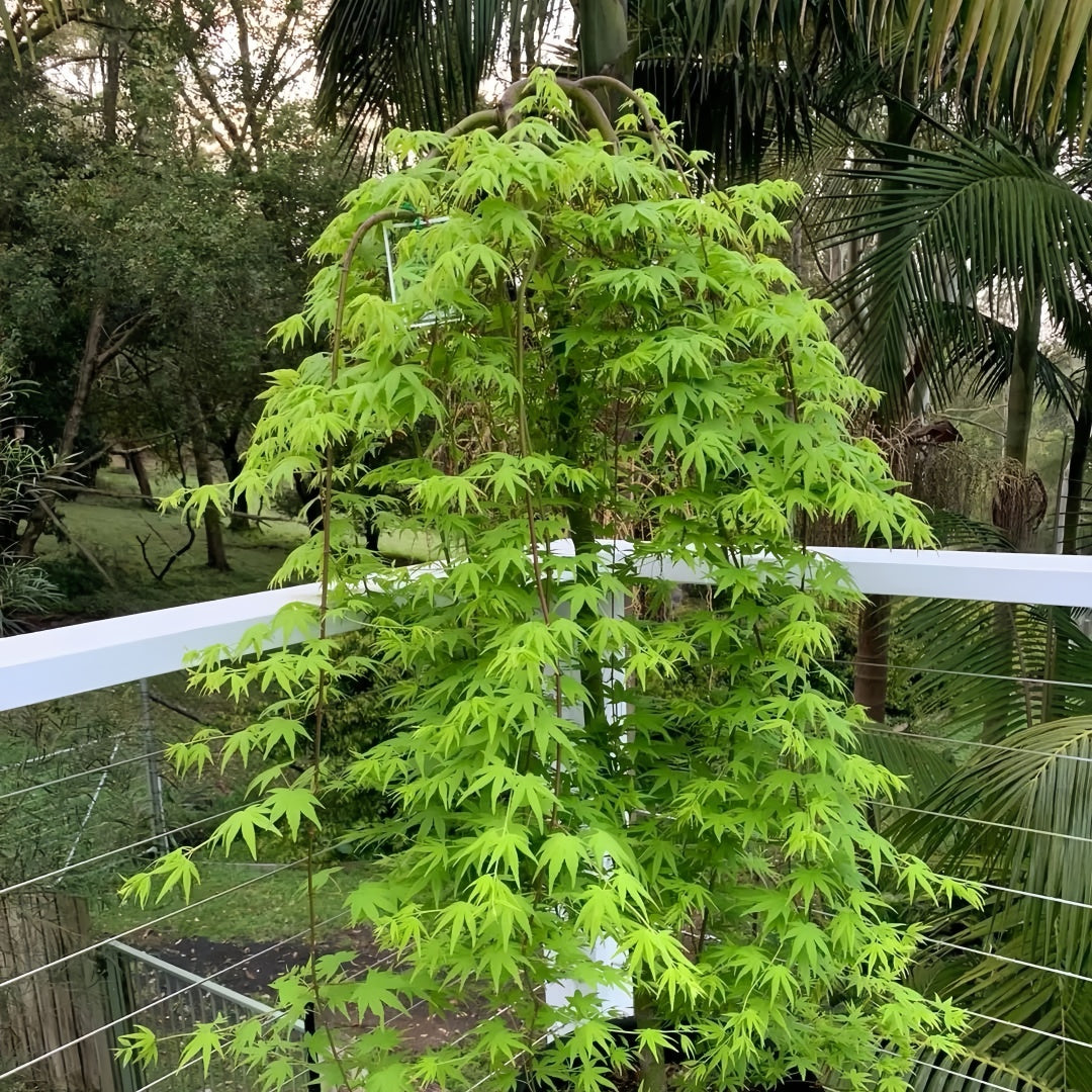 Weeping Japanese Maple ‘Ryusen’ with cascading green foliage and vibrant red fall leaves, perfect for patios and containers.
