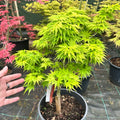 Weeping Japanese Maple ‘Ryusen’ with cascading green foliage and vibrant red fall leaves, perfect for patios and containers.