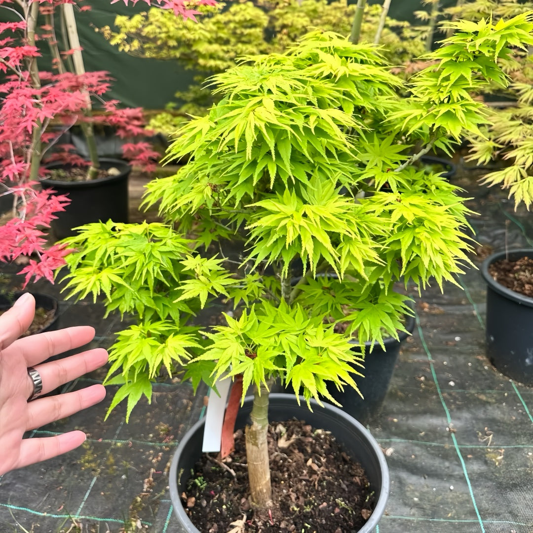 Weeping Japanese Maple ‘Ryusen’ with cascading green foliage and vibrant red fall leaves, perfect for patios and containers.