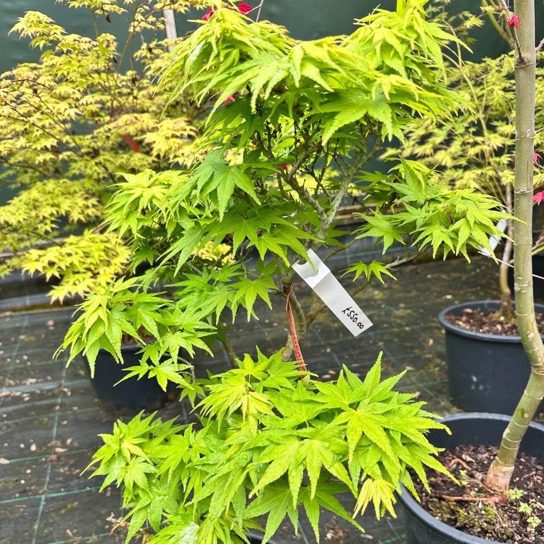 Weeping Japanese Maple ‘Ryusen’ with cascading green foliage and vibrant red fall leaves, perfect for patios and containers.
