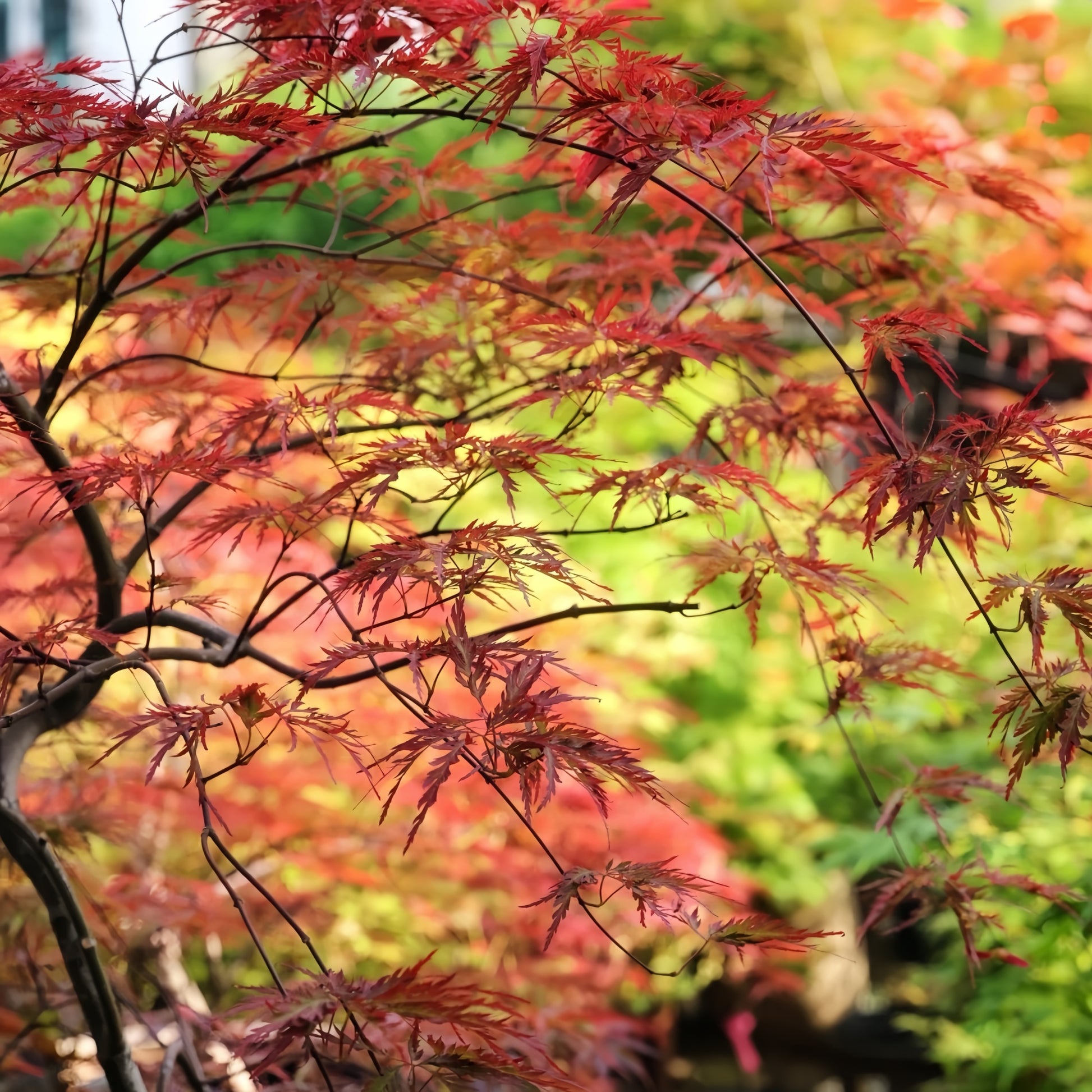 Acer palmatum var. dissectum