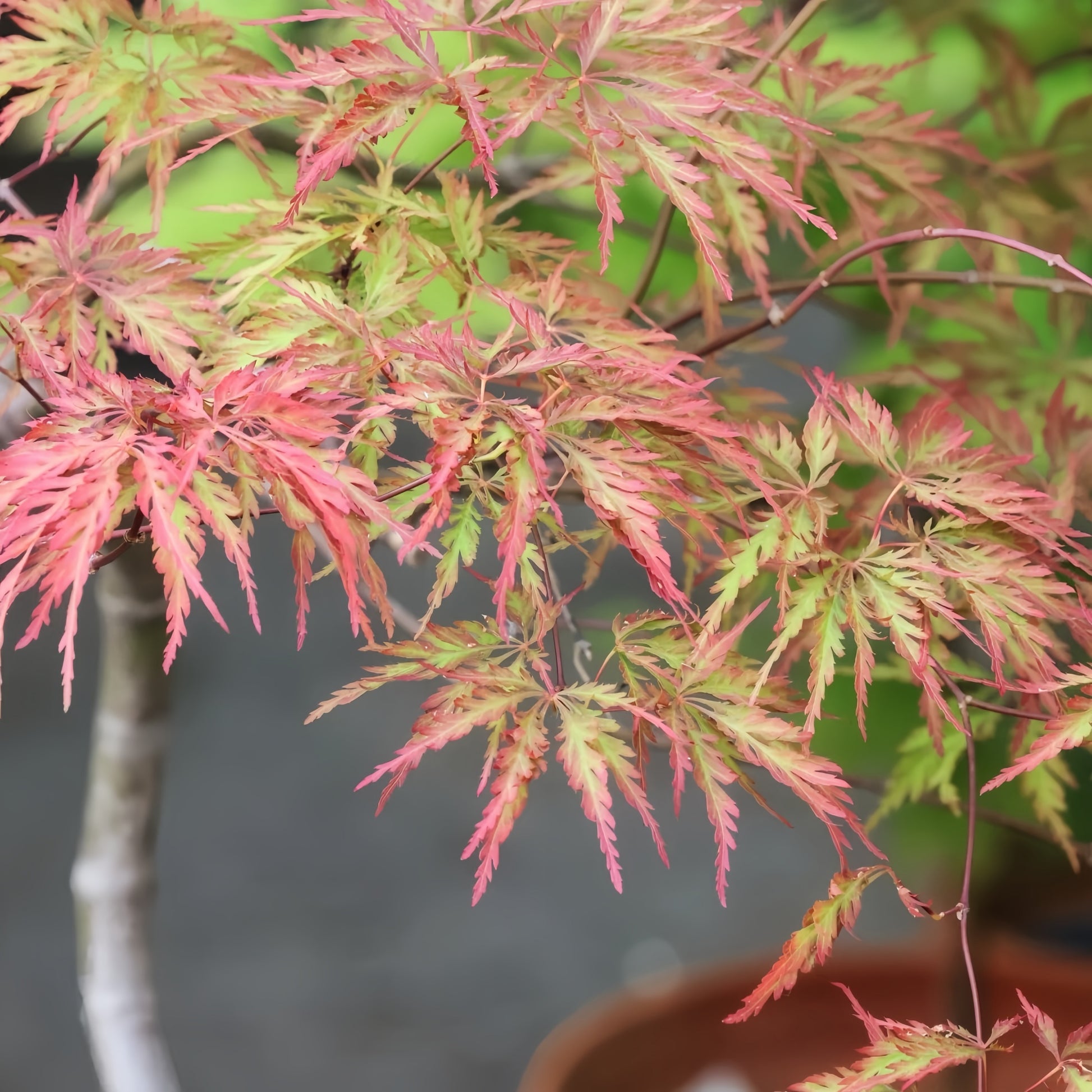 Acer palmatum var. dissectum