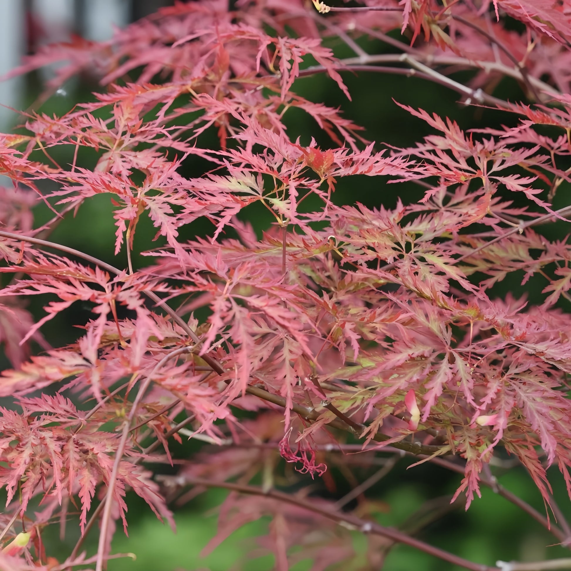Acer palmatum var. dissectum