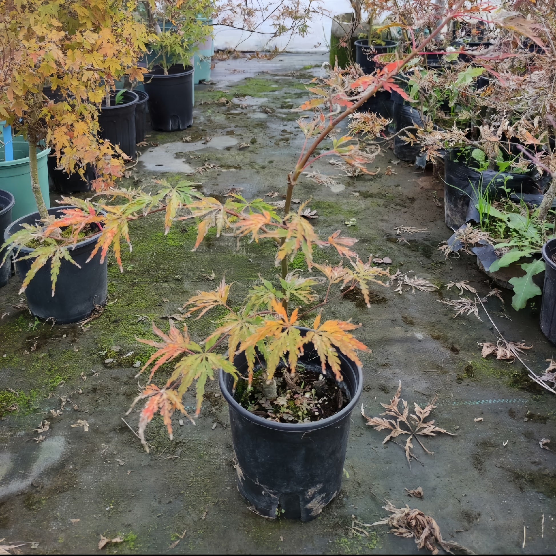 Acer palmatum var. dissectum