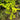 Acer shirasawanum 'Jordan' Japanese Maple with seasonal foliage color