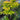 Acer shirasawanum 'Jordan' Japanese Maple with seasonal foliage color
