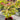 Acer shirasawanum 'Moonrise' Maple compact maple ideal for patios and bonsai